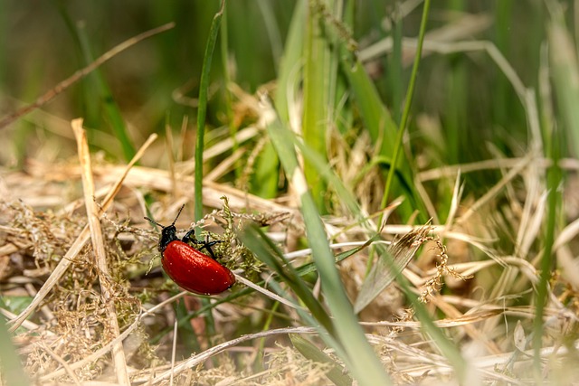 weevils-weevil-640x480-3449008.jpeg