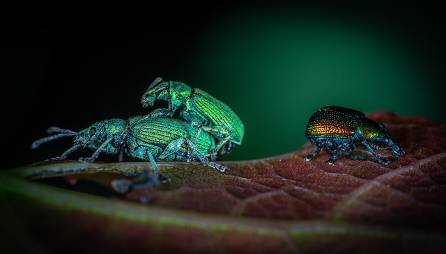 weevils-weevil-640x480-35786836.jpeg