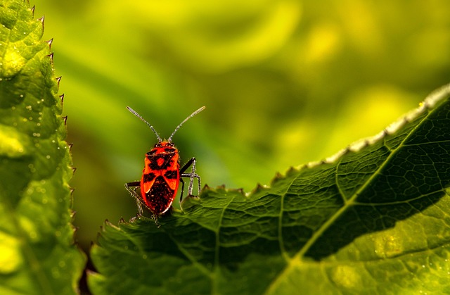 weevils-weevil-640x480-37968175.jpeg