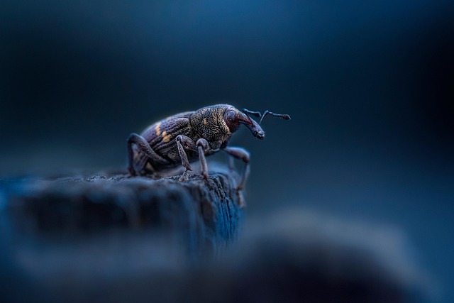 weevils-weevil-640x480-42262675.jpeg