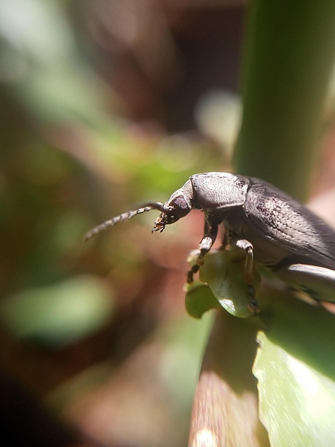 weevils-weevil-640x480-49223078.jpeg
