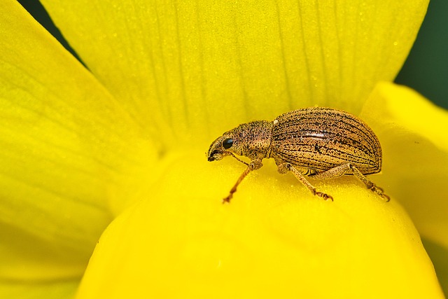 weevils-weevil-640x480-54681872.jpeg