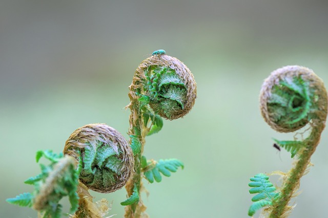 weevils-weevil-640x480-56184794.jpeg