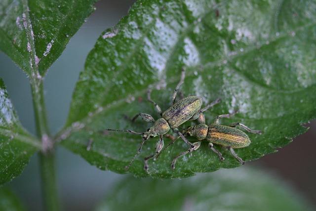 Professional Cleaning: Efficacious Grain Weevil Infestation Treatment & Prevention