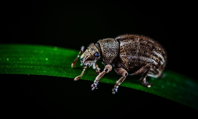 weevils-weevil-640x480-64046234.jpeg