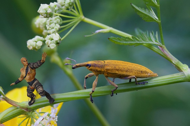 weevils-weevil-640x480-6998899.jpeg