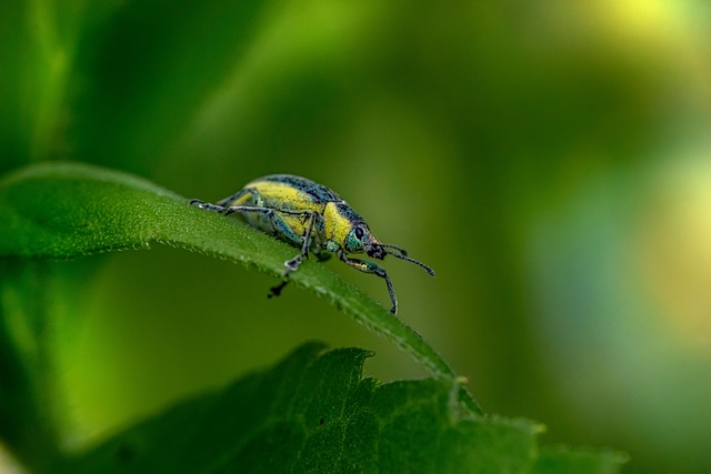 weevils-weevil-640x480-71752928.jpeg