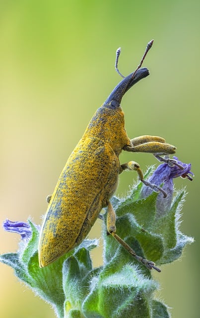 weevils-weevil-640x480-78946208.jpeg