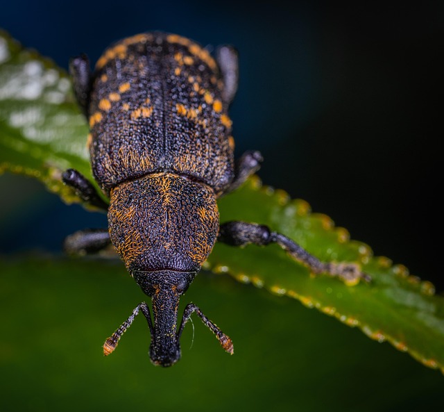 weevils-weevil-640x480-8705248.jpeg