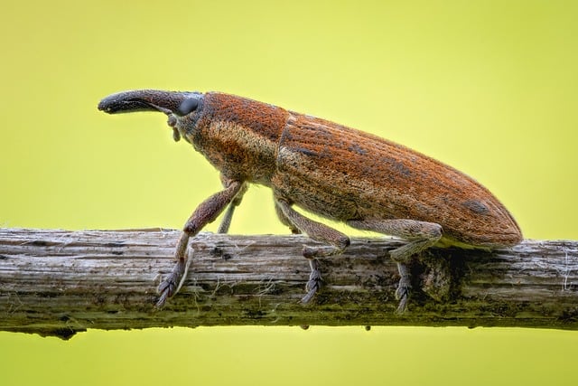 weevils-weevil-640x480-8876756.jpeg