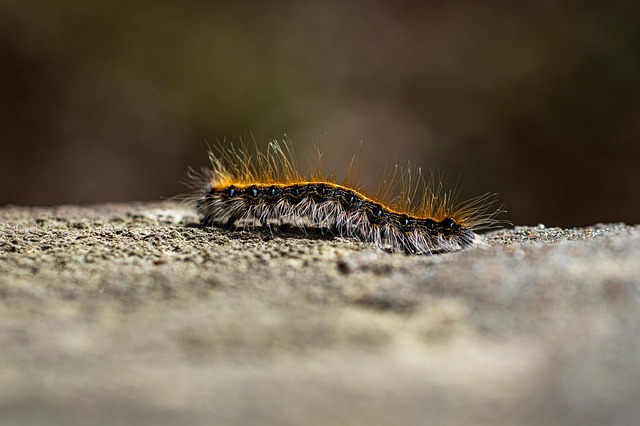 woodboring-insect-insect-640x480-37106533.jpeg