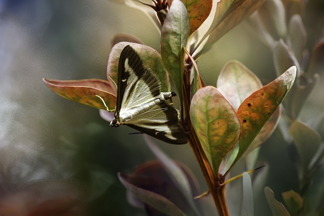 woodboring-insect-insect-640x480-46781058.jpeg