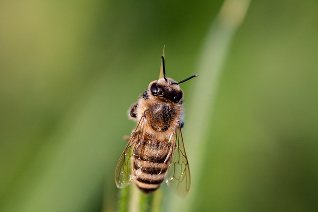 Affordable Pest Control: Effective Wood Boring Insect Removal Services
