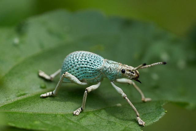 woodboring-insect-insect-640x480-68297485.jpeg