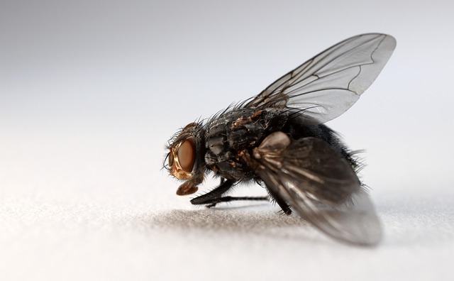 woodboring-insect-insect-640x480-69150303.jpeg