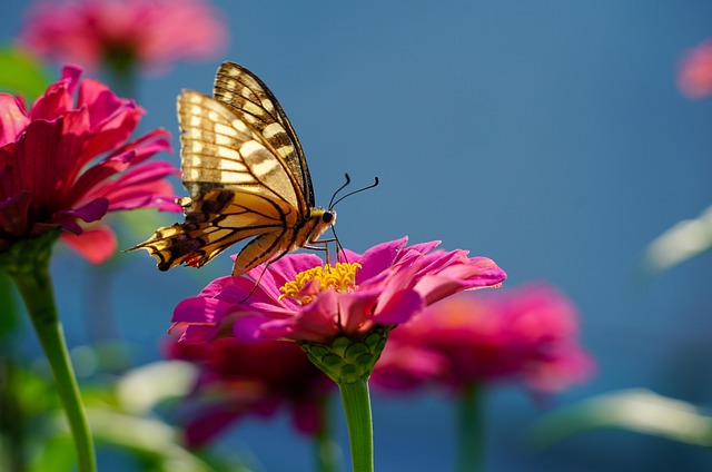 woodboring-insect-insect-640x480-73229831.jpeg