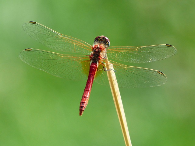woodboring-insect-insect-640x480-83856807.jpeg