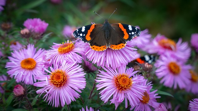 woodboring-insect-insect-640x480-9306576.jpeg