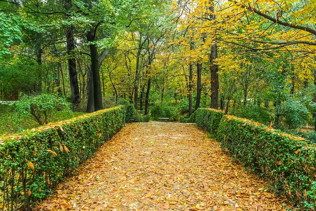 yard, landscaping