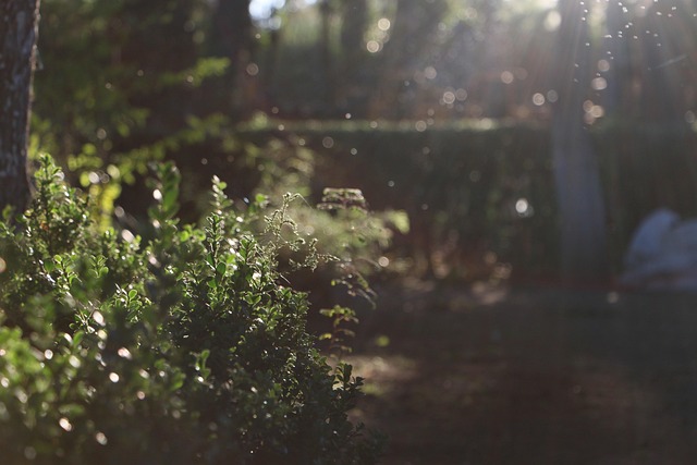 yard, landscaping