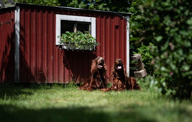 yard, landscaping