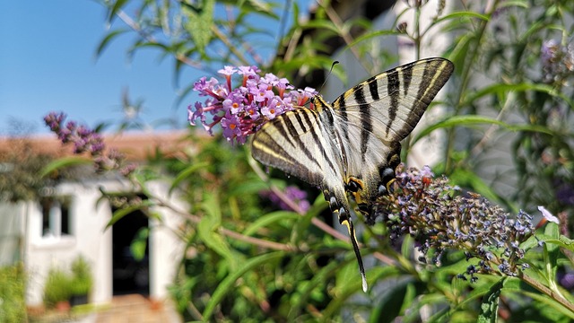 yard, landscaping