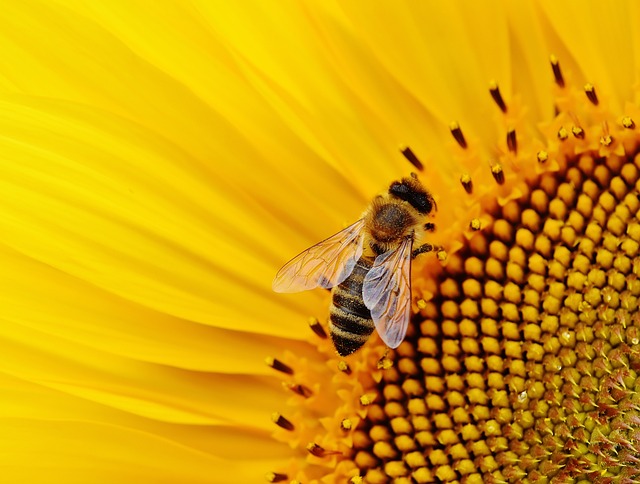 yellow-jacket-insect-640x480-1615480.jpeg