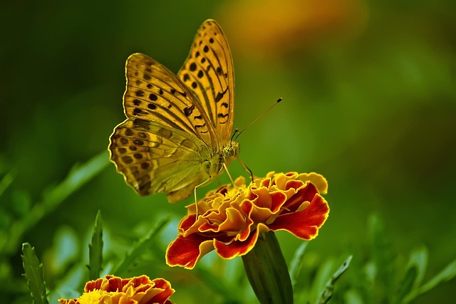 yellow-jacket-insect-640x480-17795702.jpeg