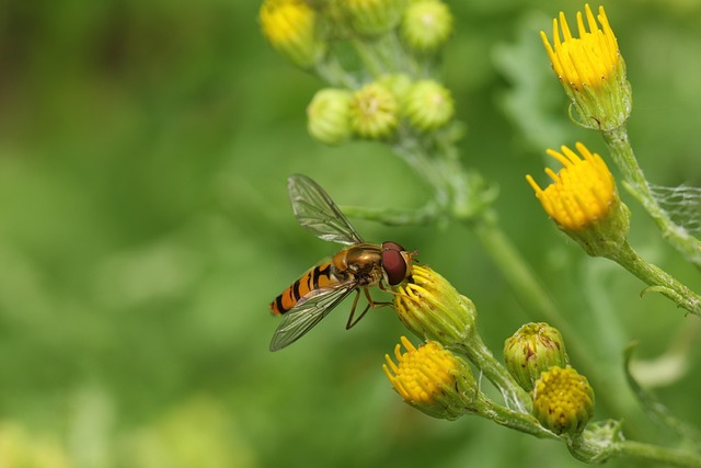 yellow-jacket-insect-640x480-30978164.jpeg