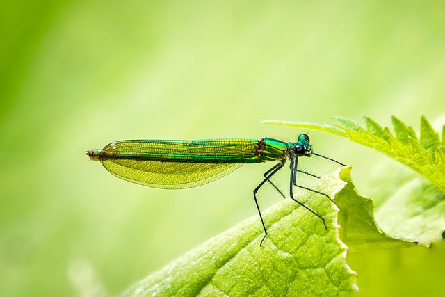 yellow-jacket-insect-640x480-34509758.jpeg