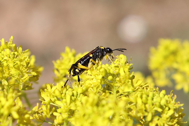 yellow-jacket-insect-640x480-53709472.jpeg