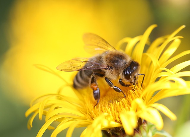 yellow-jacket-insect-640x480-60696323.jpeg