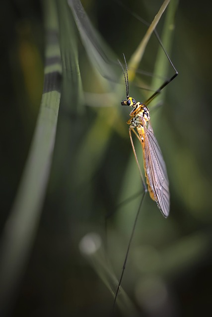 yellow-jacket-insect-640x480-69997336.jpeg