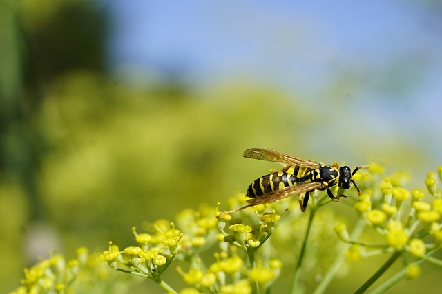 yellow-jacket-insect-640x480-82674259.jpeg