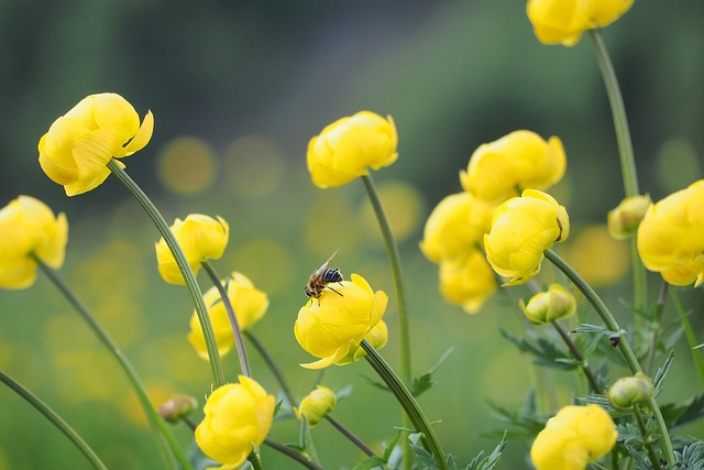 yellow-jacket-insect-640x480-93405175.jpeg