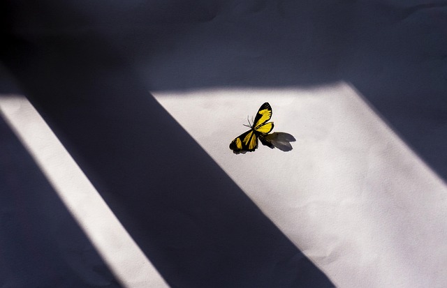 yellow-jacket-insect-640x480-97260991.jpeg
