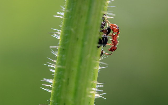 ant-640x480-34263863.jpeg