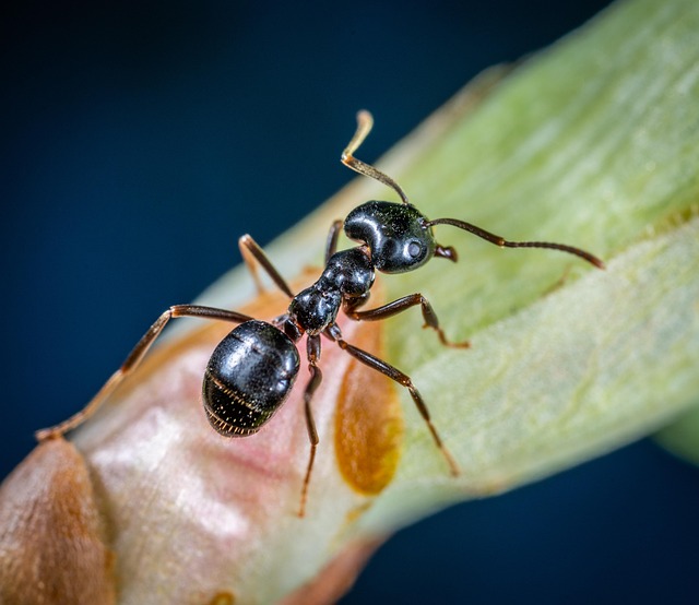 ant-640x480-38873110.jpeg