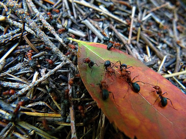 ant-640x480-50760431.jpeg