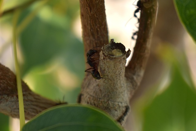 ant-640x480-51663635.jpeg