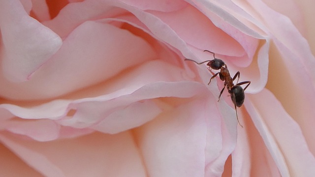 ant-640x480-64847483.jpeg