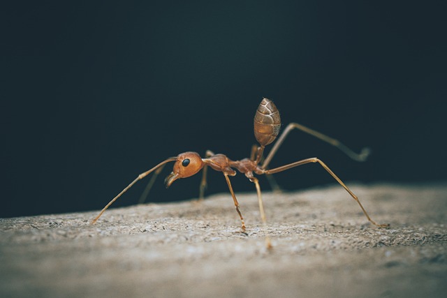ant-640x480-66083204.jpeg