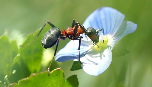 ant-640x480-74537308.jpeg