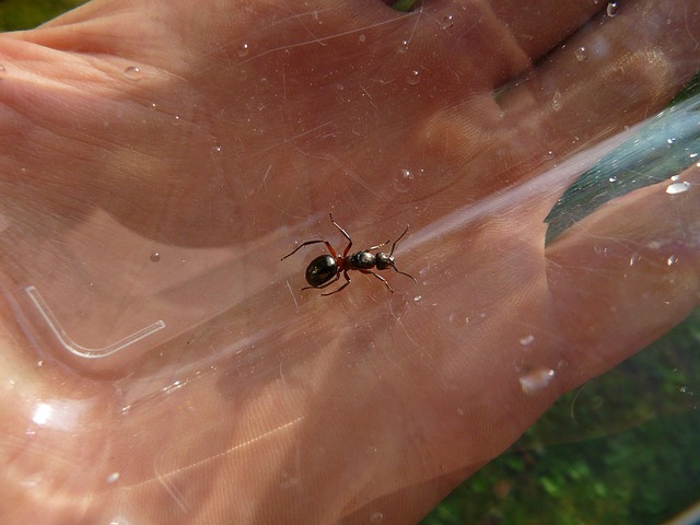Customized Ant Inspection: Uncovering Entry Points for Effective Removal