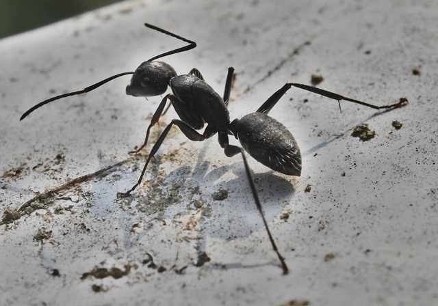 Fast-Response Ant Treatments: Mastering Indoor Control for Urgent Infestations