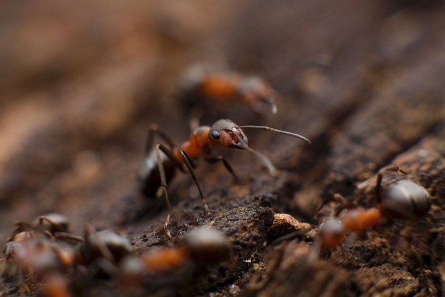 ant-640x480-99590524.jpeg