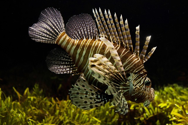 aquariums-for-zoos-640x480-72730790.jpeg