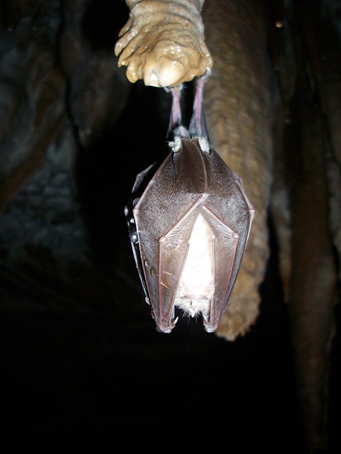 bat-640x480-24867593.jpeg