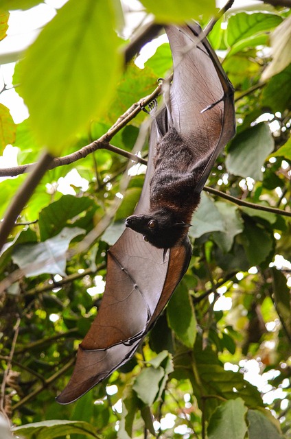 bat-640x480-41591484.jpeg