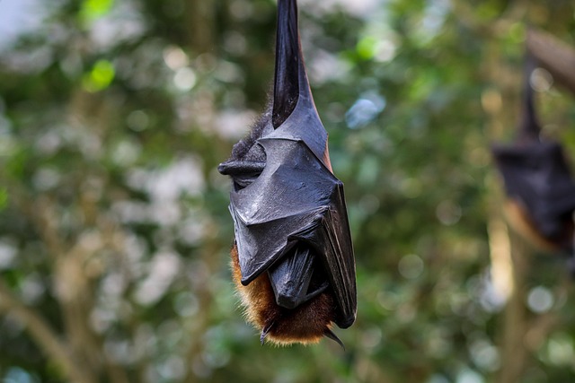 Discreet Residential Bat Control: Minimizing Disruption, Maximizing Safety